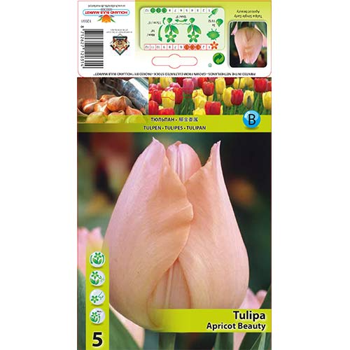 5 kus, Tulipán Apricot Beauty - : Monžstvo balíkov: 5 kus
