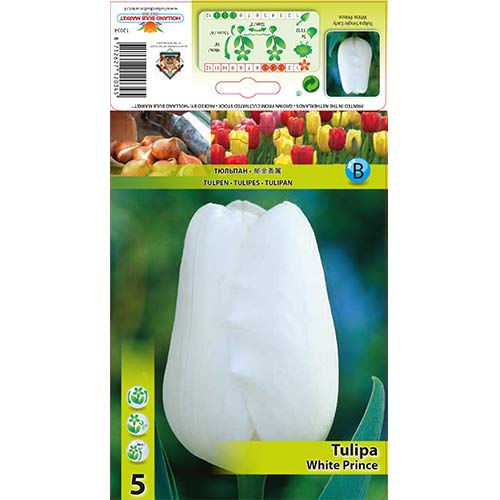 5 Stück, Tulpe White Prince - Blumenzwiebeln: Ilość w opakowaniu: 5 Stück