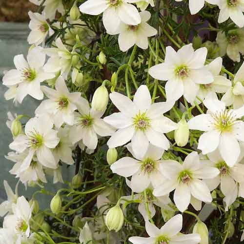 1 Pflanze(n), Clematis Early Sensation, С2 - Setzlinge: Ilość w opakowaniu: 1 Pflanze(n)