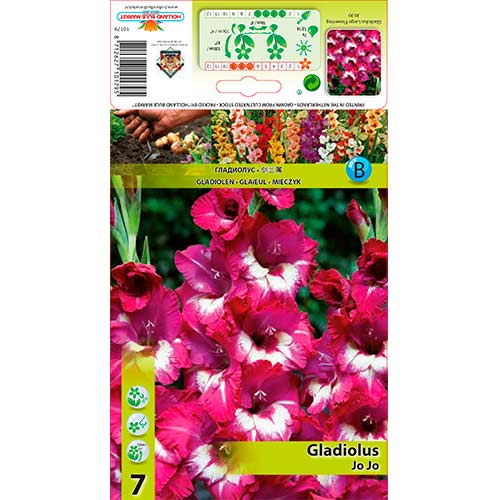7 Stück, Großblumige Gladiole Jo Jo - Zwiebeln: Ilość w opakowaniu: 7 Stück