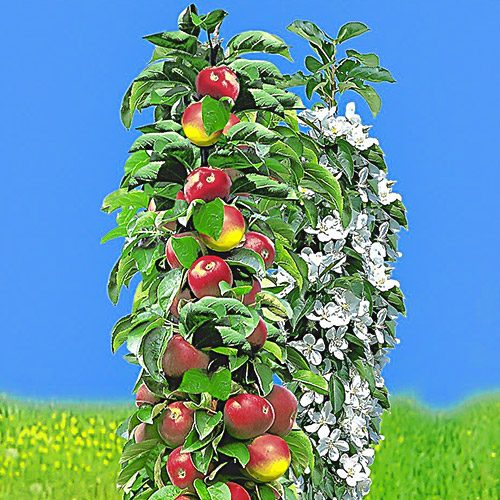Macieira de coluna Vesna , C2 - Plântulas: Ilość w opakowaniu: 1 plant