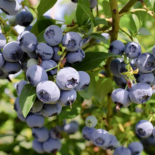 Mirtilo XXL - Plântulas: Ilość w opakowaniu: 1 plant