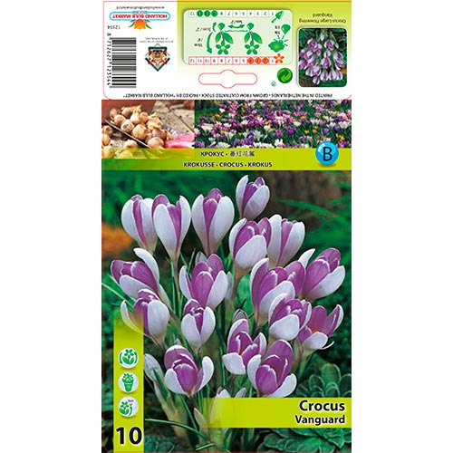 Crocus Vanguard - Bulbos: Ilość w opakowaniu: 10 bulbos