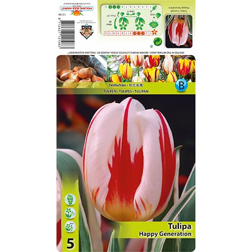 Tulipe Happy Generation - Bulbos: Ilość w opakowaniu: 5 bulbos