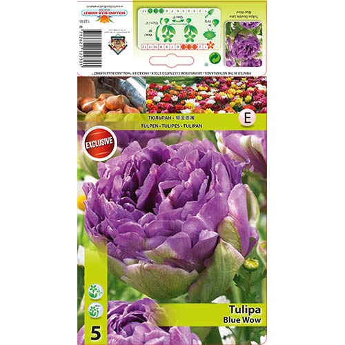 5 szt., Tulipan pełny Blue Wow - Cebule: Ilość w opakowaniu: 5 szt.