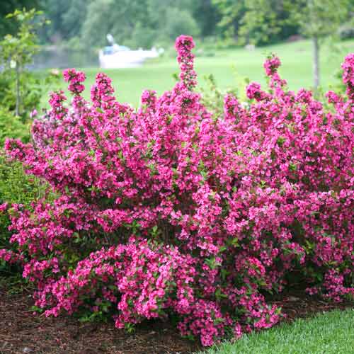 1 szt, Weigela (Krzewuszka cudowna) Pink Princess - Sadzonki: Ilość w opakowaniu: 1 sadz