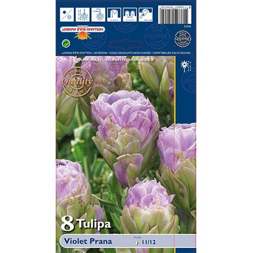 8 szt., Tulipan pełny Violet Prana - Cebule: Ilość w opakowaniu: 8 szt.