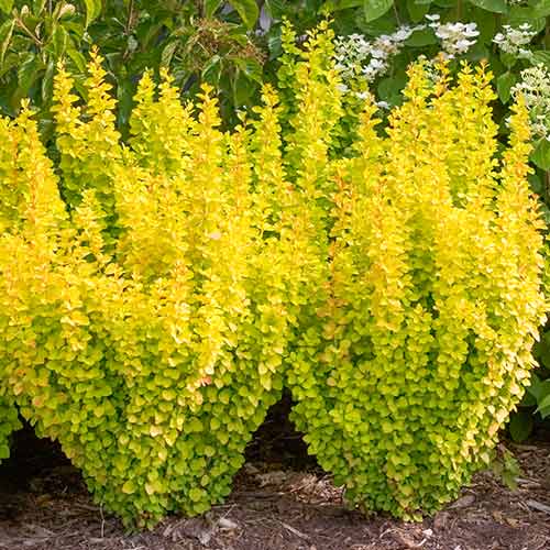 1 sadz, Berberys Thunberga Golden Dream - Sadzonki: Ilość w opakowaniu: 1 sadz