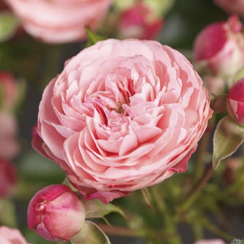 1 szt, Róża rabatowa Pink Meilove , С5 - Sadzonki: Ilość w opakowaniu: 1 sadz