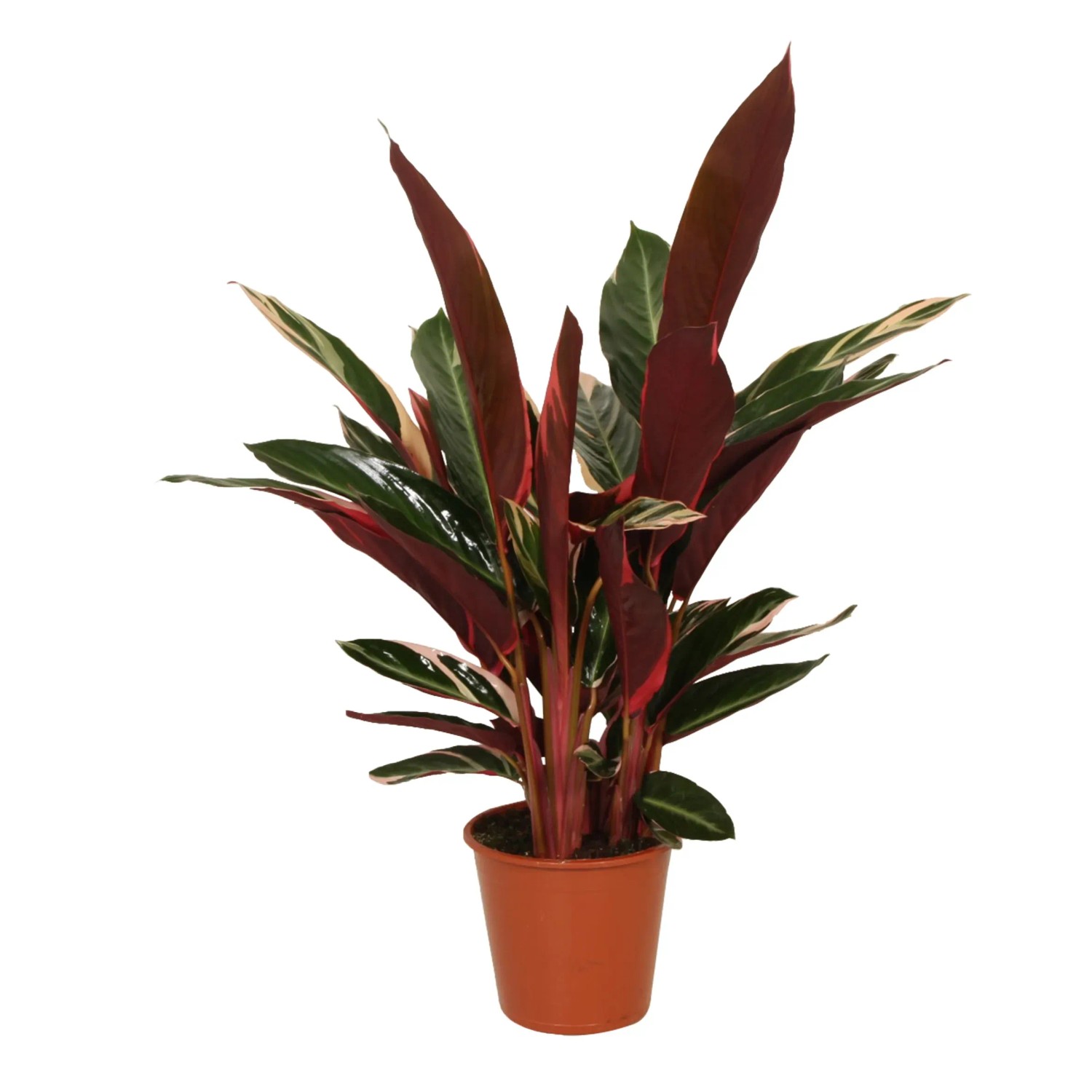 Kalatea (Calathea) Stromante Triostar - don. 14 cm