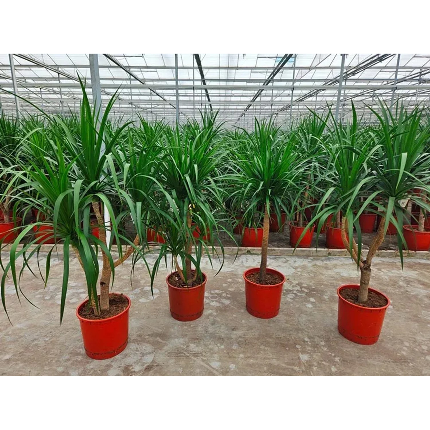 Dracaena (Dracaena Draco) - wys. około 140 cm, don. 34 cm