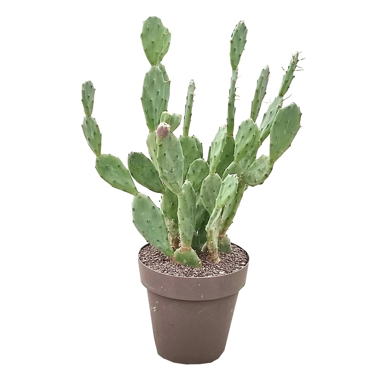 Opuncja pospolita (Opuntia vulgaris) don. 25 cm
