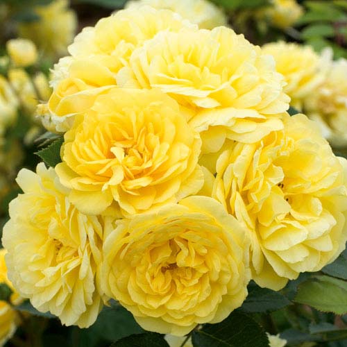 1 buc, Trandafir (Rosa) floribunda Friesia - Butași: Mod de ambalare: 1 buc