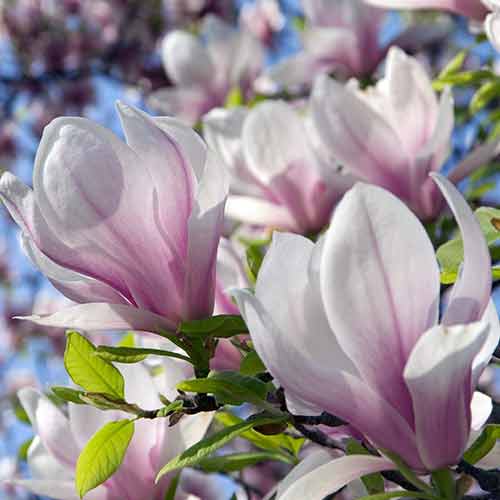1 buc, Magnolia Heaven Scent - Răsaduri: Mod de ambalare: 1 buc