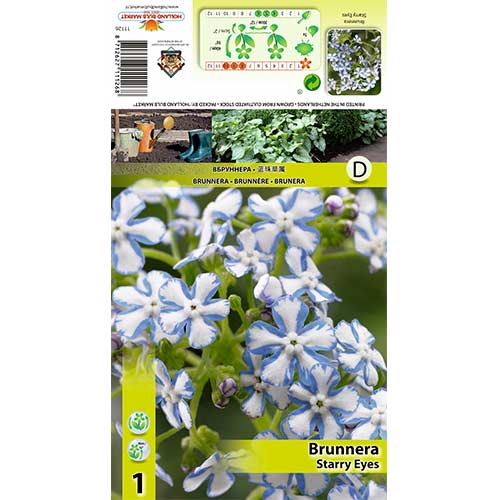 1 buc, Brunnera Starry Eyes - Bulbi: Mod de ambalare: 1 buc