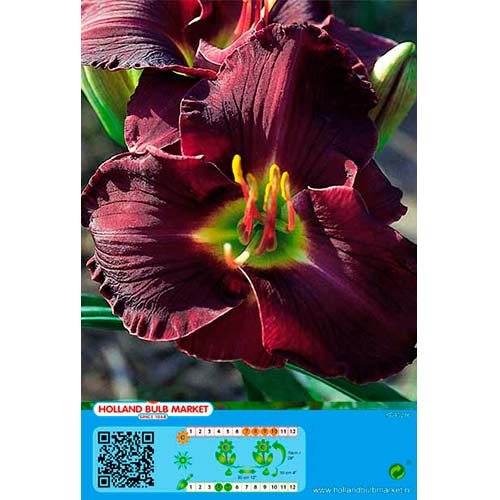 1 cib, Denivka (Hemerocallis) Double Black - : Monžstvo balíkov: 1 cib