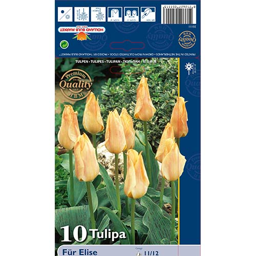 10 kus, Tulipán Fur Elise - : Monžstvo balíkov: 10 kus