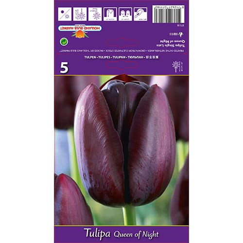 5 kus, Tulipán Queen of Night - : Monžstvo balíkov: 5 kus