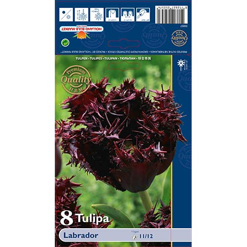 8 kus, Tulipán Labrador - : Monžstvo balíkov: 8 kus