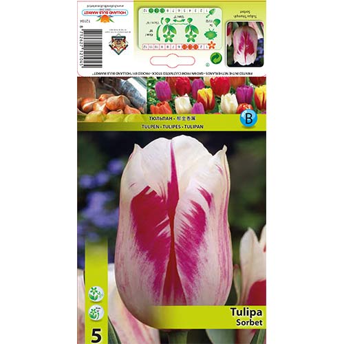5 cib, Tulipán Sorbet - : Monžstvo balíkov: 5 cib