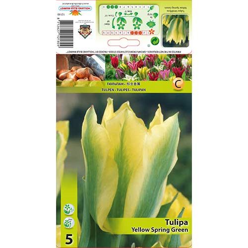 5 cib, Tulipán Yellow Spring Green - : Monžstvo balíkov: 5 cib