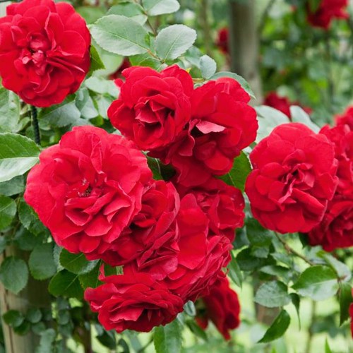 Ruža Raspberry Royale - : Monžstvo balíkov: 1 sad