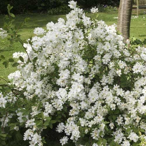 Exochorda strapcovitá The Bride, C2 - : Monžstvo balíkov: 1 sad