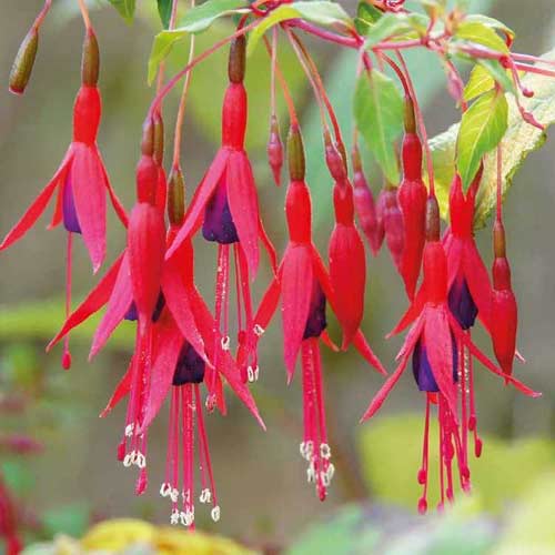 Fuchsiová Riccartonii - : Monžstvo balíkov: 1 sad