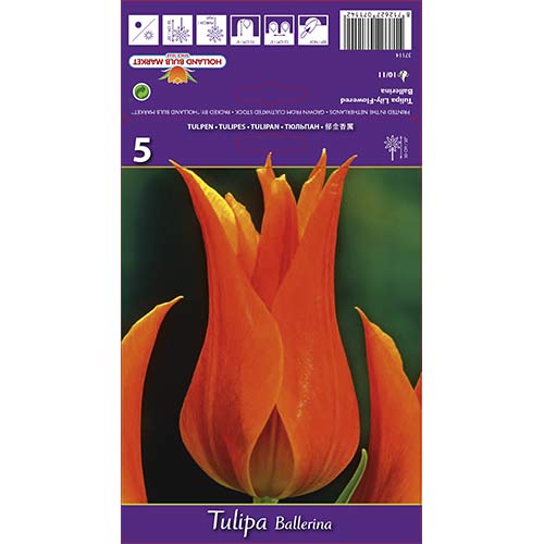 5 Stück, Tulpe Ballerina - Blumenzwiebeln: Ilość w opakowaniu: 5 Stück