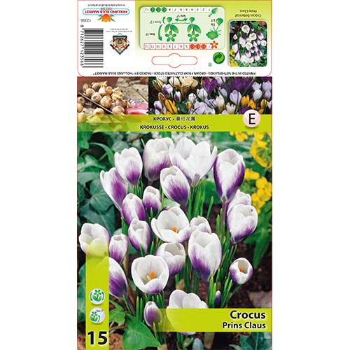 15 Stück, Krokus Prins Claus - Blumenzwiebeln: Ilość w opakowaniu: 15 Stück