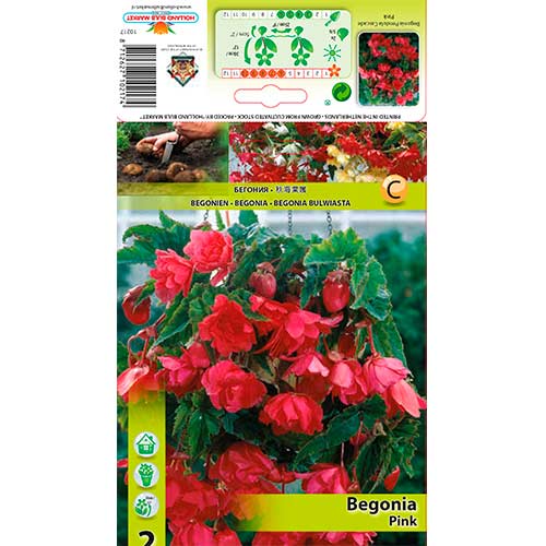 1 szt, Begonie Pendula Pink - Stauden: Ilość w opakowaniu: 2 Stück