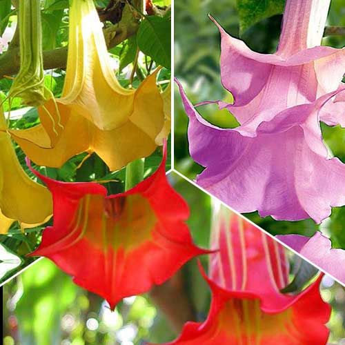 1 szt, Tolles Angebot! Brugmansia Farbmischung, Set mit 3 Setzlingen - Stauden: Ilość w opakowaniu: 3 Stück