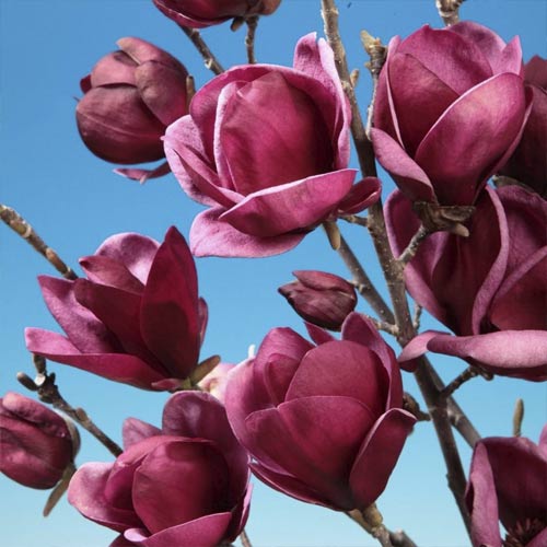 1 Pflanze(n), Magnolie Black Tulip PBR, C5 - Setzlinge: Ilość w opakowaniu: 1 Pflanze(n)