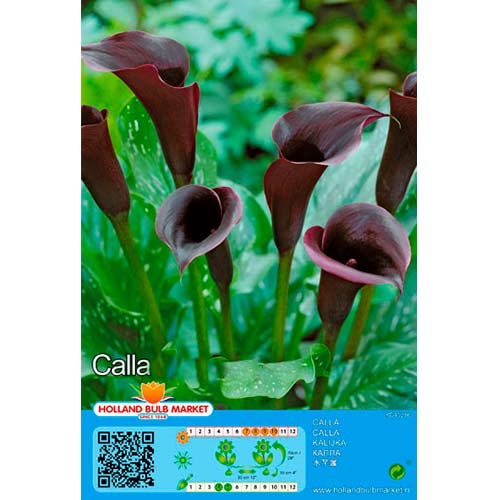 1 szt, Calla Black - Stauden: Ilość w opakowaniu: 1 Stück