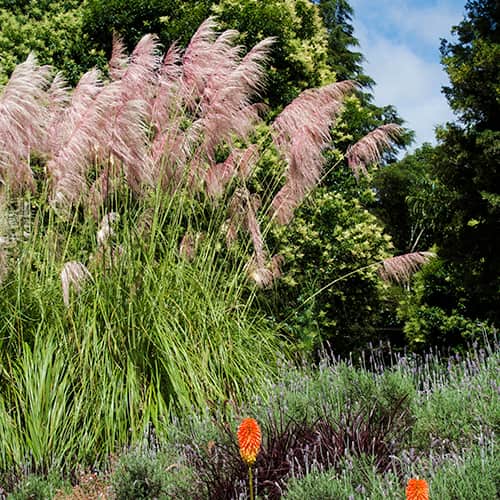 1 Pflanze(n), Pampasgras Pink Feather, С2 - Setzlinge: Ilość w opakowaniu: 1 Pflanze(n)