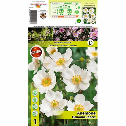1 Stück, Anemone Japonica Honorine Jobert - Zwiebeln: Ilość w opakowaniu: 1 Stück