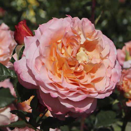 Rosa de flor grande Augusta Luise , C5 - Plântulas: Ilość w opakowaniu: 1 plant