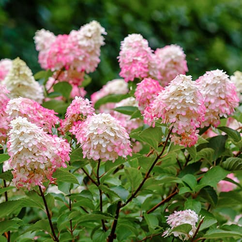 Ramo de hortênsias Pink Lady, P9 - Plântulas: Ilość w opakowaniu: 1 plant