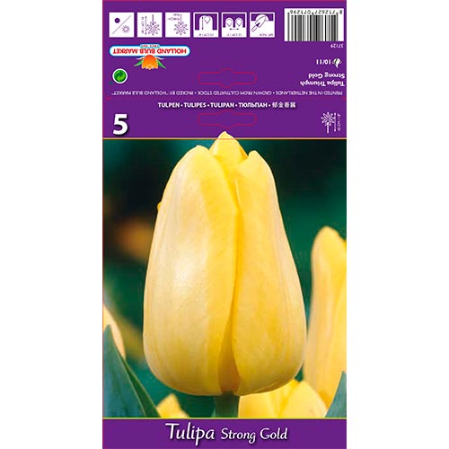 Tulip Strong Gold - Bulbos: Ilość w opakowaniu: 5 bulbe