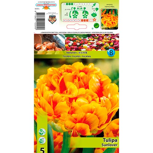 Tulip Sunlover - Bulbos: Ilość w opakowaniu: 5 bulbe
