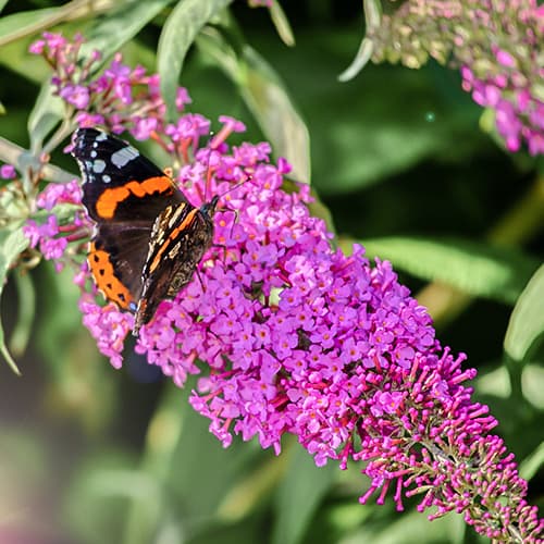 Buddleia davidii Príncipe púrpura, P9 - Plántulas: Ilość w opakowaniu: 1 plant