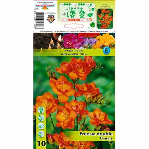 10 cib, Frézia Double Orange - : Monžstvo balíkov: 10 cib
