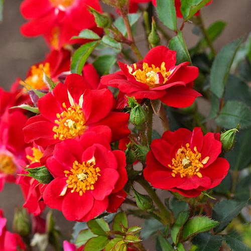Ruža floribunda Mella Amulet - : Monžstvo balíkov: 1 sad