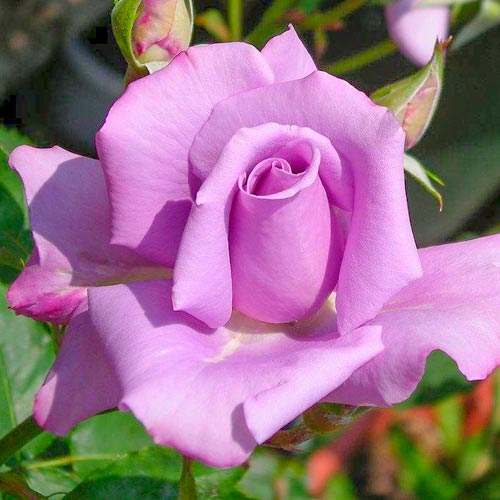 Ruža veľkokvetá Blue Violet - : Monžstvo balíkov: 1 sad