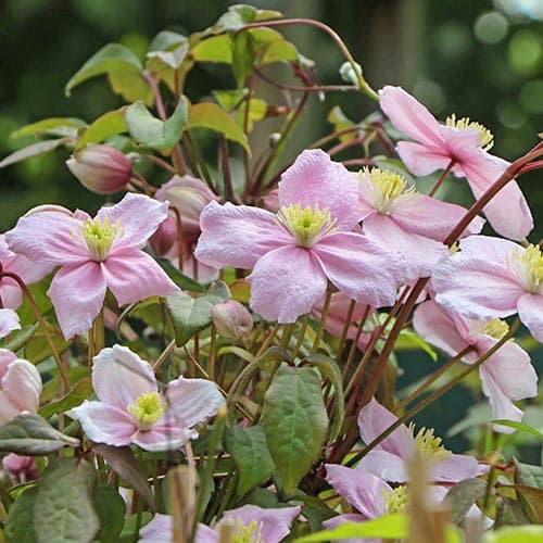 1 db, Iszalag (Clematis) montana Rubens - Palánták: Mod de ambalare: 1 db
