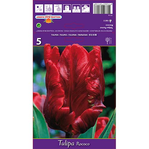 5 db, Tulipán Rococo Parrot - Hagymák: Mod de ambalare: 5 db