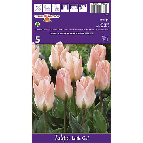 5 db, Tulipán Little Girl - Hagymák: Mod de ambalare: 5 db