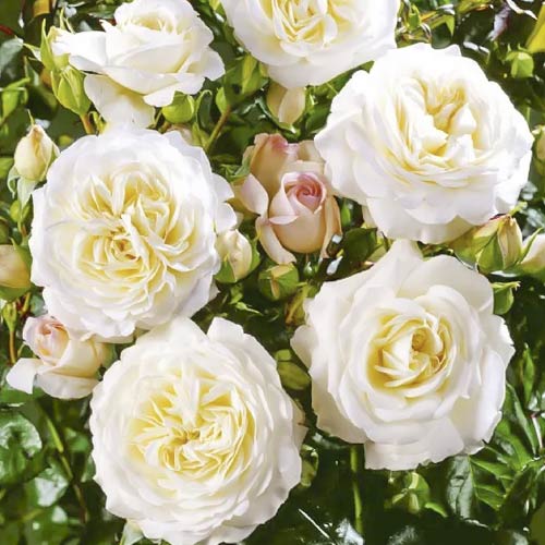 1 db, Rózsa floribunda Ledreborg - Palánták: Mod de ambalare: 1 db