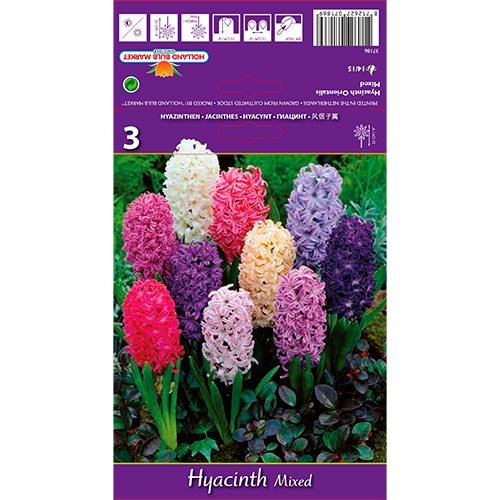 3 Stück, Hyazinthe Spring Palette, farbmischung - Blumenzwiebeln: Ilość w opakowaniu: 3 Stück