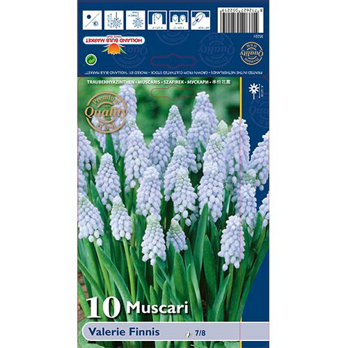 10 Stück, Zwiebel Valerie Finnis - Blumenzwiebeln: Ilość w opakowaniu: 10 Stück